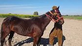 "Epic Horse Power 2026 | Massive Gallop Performance