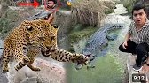 sw pet house main tiger or crocodile ka attack 😳