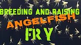 Breeding and Raising AngelFish Fry! My tips and tricks!