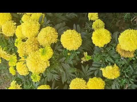 “Golden Marigolds: Nature’s Brightest Smile in Bloom”