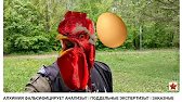 👍Яйцо С0 хим анализ, сколько белка в желтке и самом яйце.