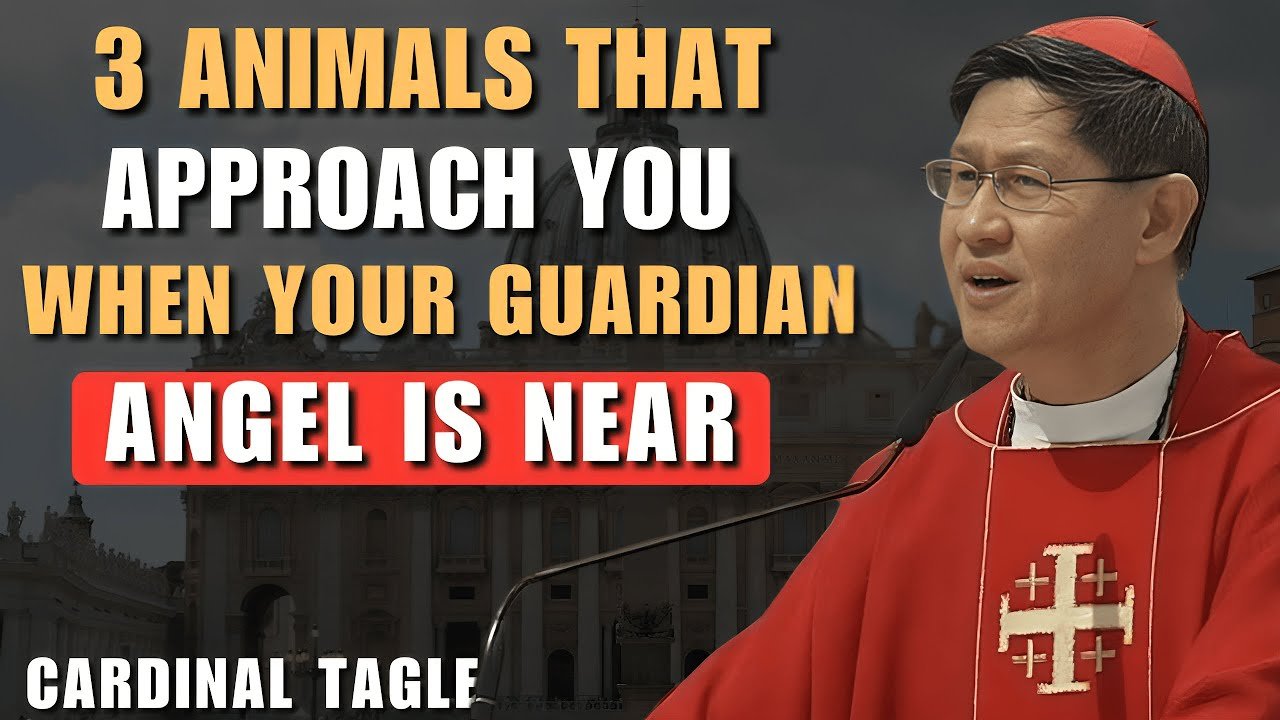 Guardian Angels Give Signs Through Animals — Cardinal Tagle Explains