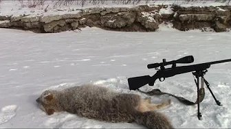 Coyote Hunting... Saskatchewan... Rubbed Out....
