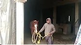 Amazing horse 🐴🐴 watch full video and enjoy