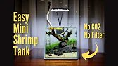 I MADE AN EASY MINI SHRIMP TANK SETUP - TINY SHRIMP TANK - NO CO2, NO FILTER - LAVA ROCK AQUASCAPE