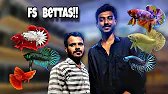 Best BETTA seller in MUMBAI | Guppies & Bettas at reasonable prices with all accessories