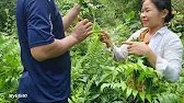 Full Video : Harvesting produce with a man to sell at the market - my daily life