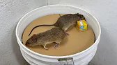 This Simple DIY Bucket Trap Works Using Basic Physics