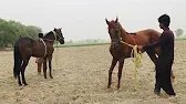OmG beautiful hores power video wow amazing hores morning walk #india