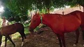 Beautiful 😍❤️ Hores 🐎🐎🐎🐎🐎🐎🐎 power||interesting 🤔 and amazing horse video