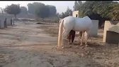 Wow beautiful amazing horse 🐴 enjoying