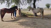 Video viral video