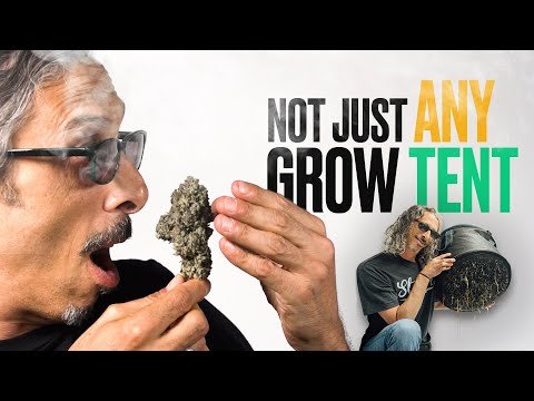 Massive Indoor Grow TENTchella Update – Living Soil Strawberry Cough & Grow Tips!