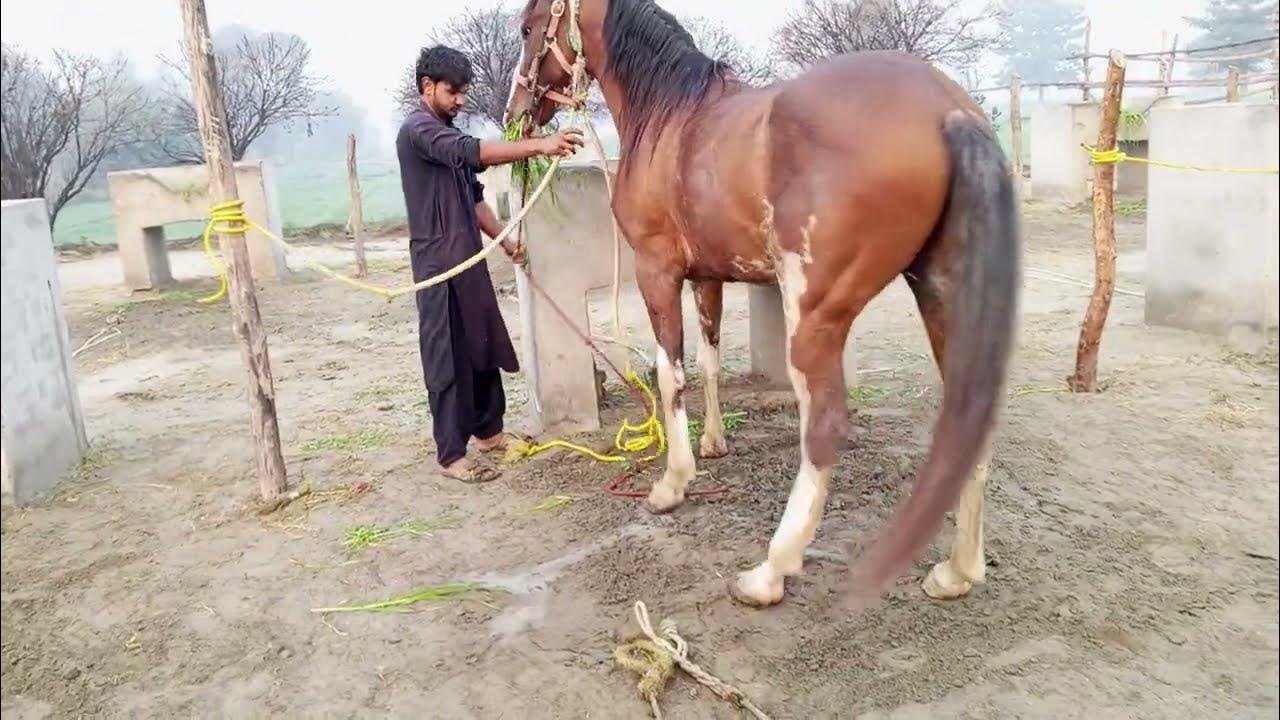 Beautiful horse power || Horse videos 😍 🐎♥️♥️February 22, 2025