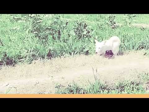 Baby Girl Is Being Raised By Six German Shepherds | The Dodos, IEJ