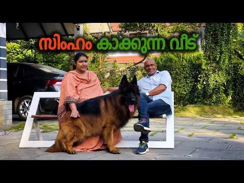 ഇതാണ് മോനെ കാവൽ ഭടൻ !! German Shepherd |Vickies Greeny
