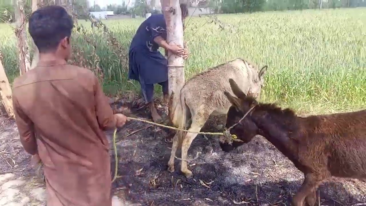 Beautiful donkey 🐴 power full donkey 🐴🐴