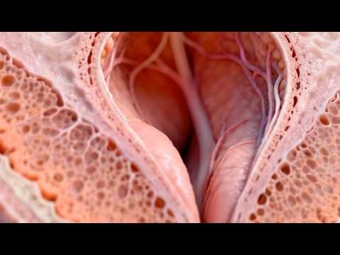 Hymen Anatomy - Debunking Virginity Myths