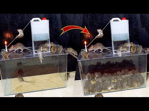 Mouse Trap with Candles /Best Mouse Trap Idea 25 Rats in a Trapped | Best Mouse Trap Ideas