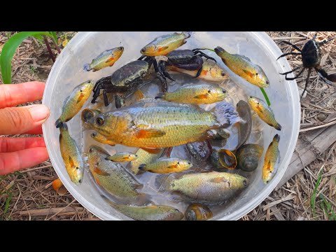 Catch creatures in green rice fields. Vietnamese freshwater fish, water snakes, crabs