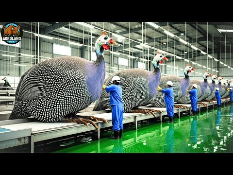 How Millions of Guinea Fowl Are Raised for Meat in China – Inside the Guinea Fowl Farming Industry