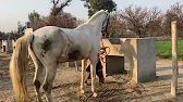 "The Storm Horse Power 2026 | Speed Charging Stallions