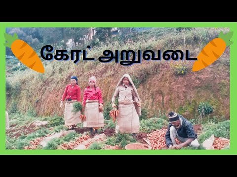 Settai Boys...2\\Ooty carrot Harvest...ஊட்டி ...