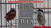 MASTERAN BURUNG TEPUS feat JINGJING PETULAK !! MASTERAN SANG SANG 🏆🏆🏆