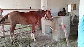 Male Horse Meets Female Horse 2026 | Incredible Horse Power"