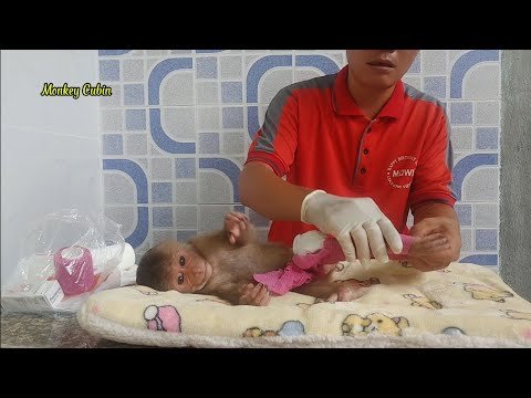Poor Brave Baby Monkey Cubin Calmly Lets Dad ...