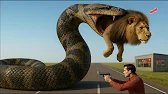 The Giant Python Escapes the Lab and Attacks a Lioness – A Terrifying Rescue 🐍