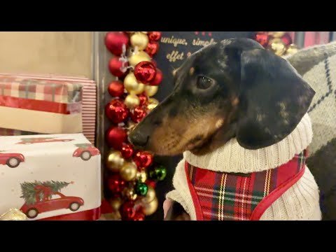 LIFE WITH A MINIATURE DACHSHUND 🐾 IT'S STARTI...