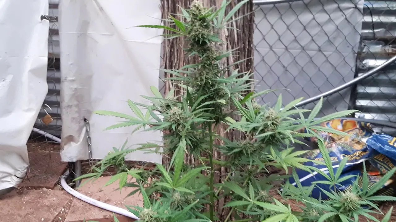 🍊Wk 10: Fast Buds' Grapefruit Autoflower harvest! Fat buds fast!! Organic & outdoor buds