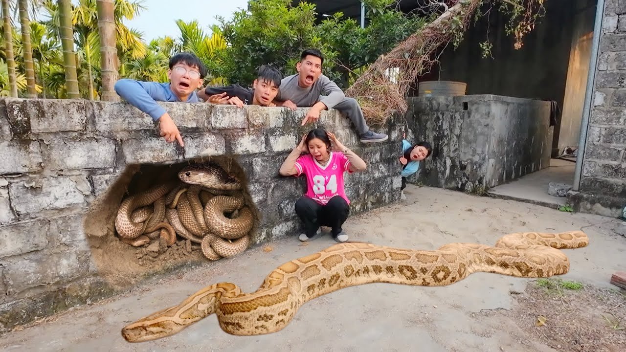 Massive Python Attack – Hunters Save the Girl at the Last Moment