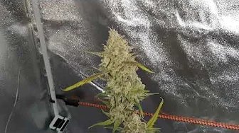 ⛽ OG Kush Auto Harvest!! Huge gooey nugs!! 🤯🔥 #fastbudsgenetics