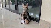 She sat there silently, protecting her newborn kittens... I couldn't just walk away!