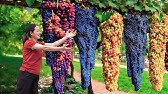 Harvesting Sweet Giant Wild Grapes Goes to Market Sell