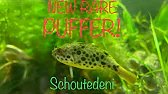 I FINALLY got a Schoutedeni Puffer! Super Rare Puffer! Care Guide