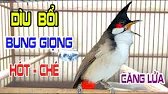 Luyện chào mào hót căng lửa, QUÁ HAY - CHÉ KÍCH BỔI CĂNG ĐÉT, Cách luyện chào mào hót sáng.c244