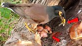Myna Bird Bringing Food for Its Newly Hatched Chicks!