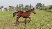 Power , Freedom & Grace(Beautiful Horse in Action 2026 #horse #beautiful