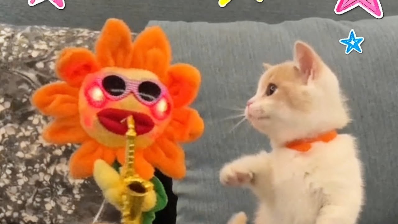 Cat Fails That Are Too Funny