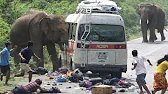 Elephant Attacks Bus | People Running for Their Lives 🚌🐘