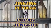 JINGJING PETULAK feat CUCAK JENGGOT GACOR !!! KOMBINASI MASTERAN BURUNG KICAU