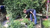 Tortoise outdoor enclosure - keeping guide - outdoor setup - tips