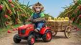 🐒🚜 Baby Monkey Enis Harvests Dragon Fruit and Bravely Saves Ducklings from a Train 🦆🚆 | Enis Monkey