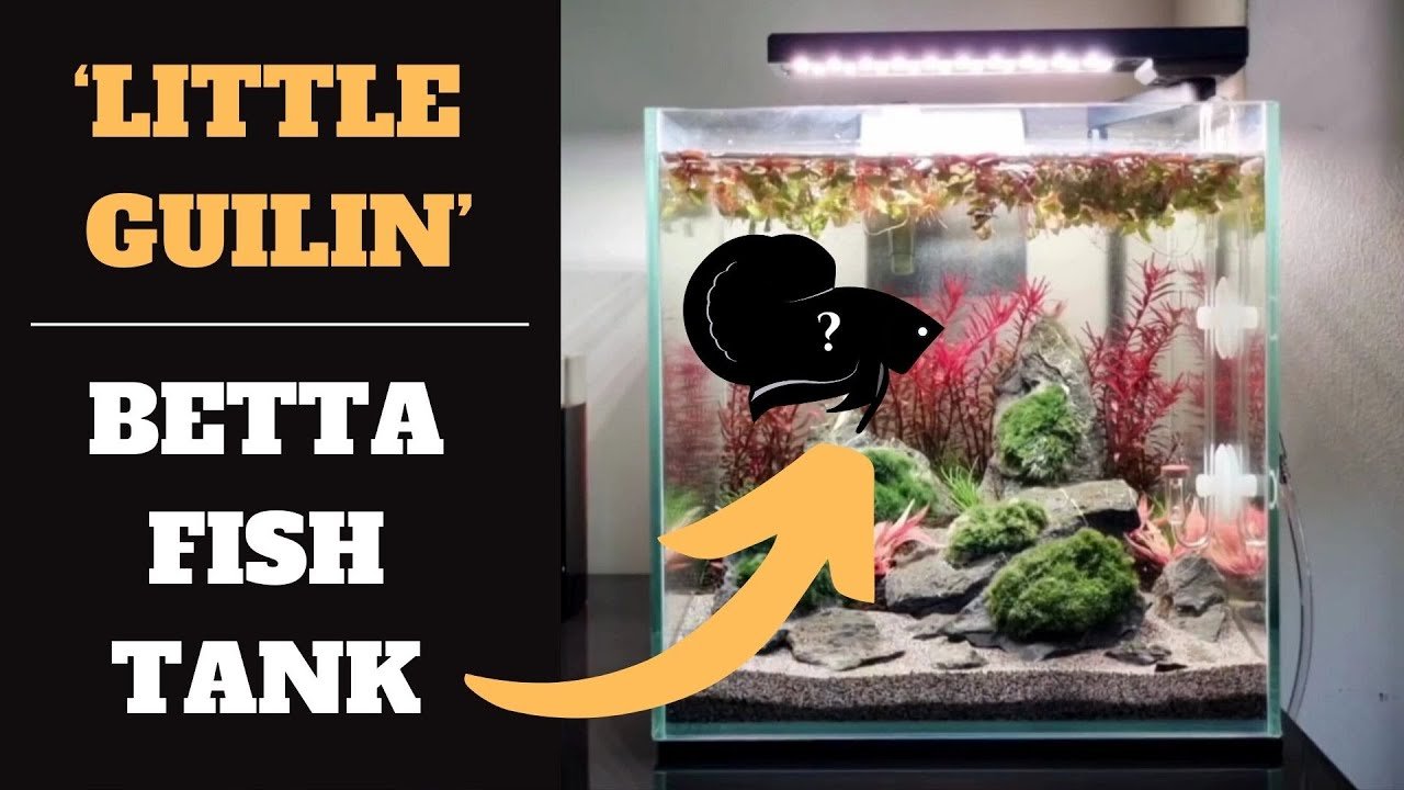 LITTLE GUILIN SEIRYU AQUARIUM SETUP - TATANKA BETTA FISH TANK SETUP