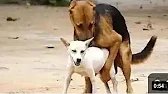 Guy Comes Homes From Wrok With A Stray Dogs / The Dado