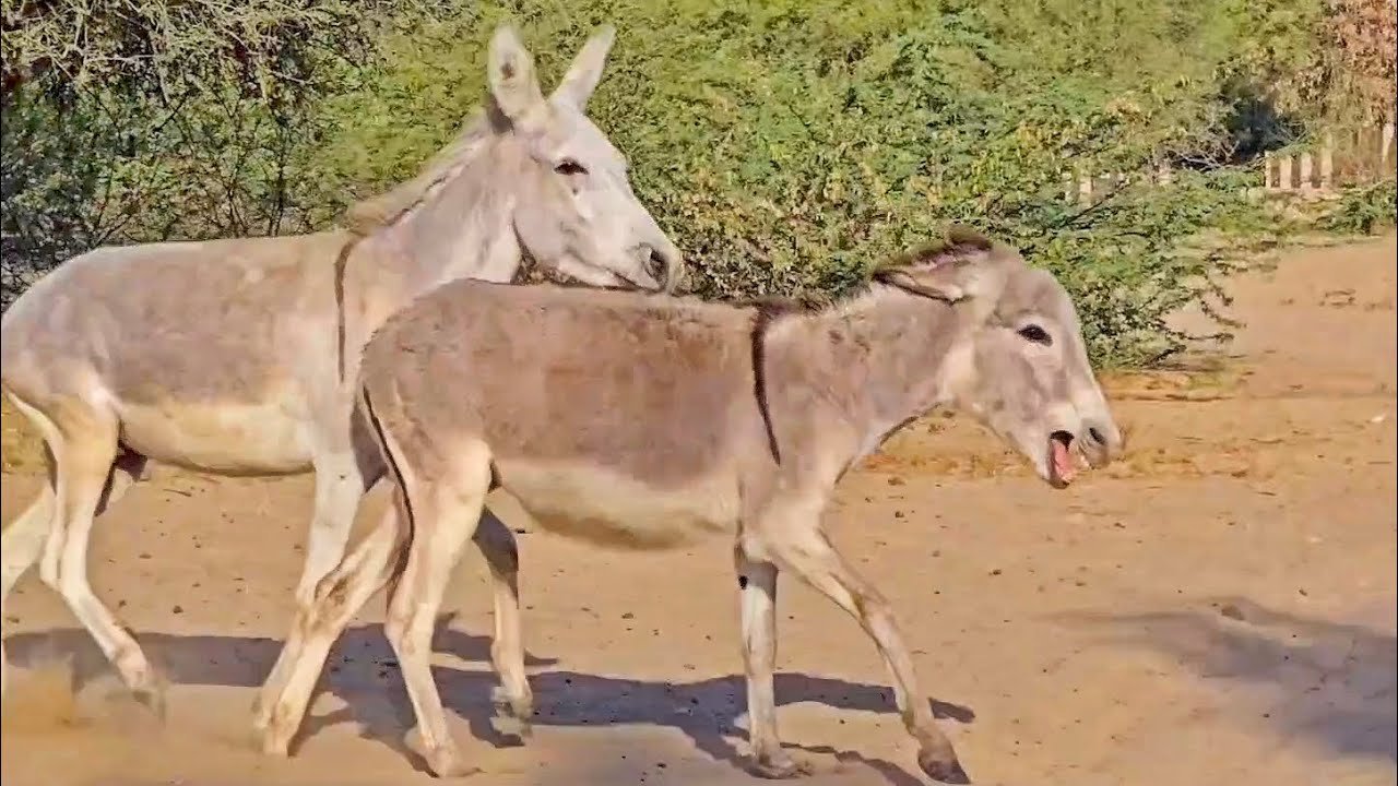 Donkey chasing to other donkeys in my village.