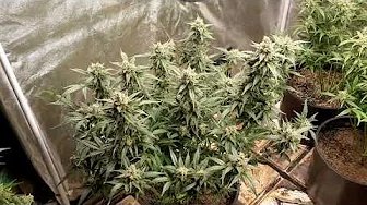 ⛽🍇 Fast Buds Sour Diesel Auto Harvest- SoHum Supersoil Grow under 2 SF2000s